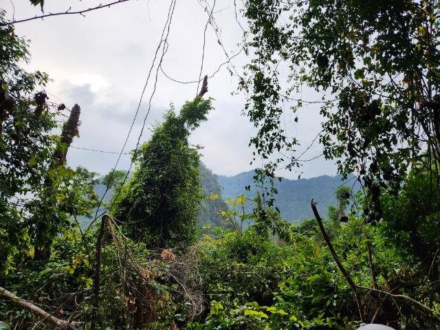 The Vietnamese jungle on Cat Ba Island