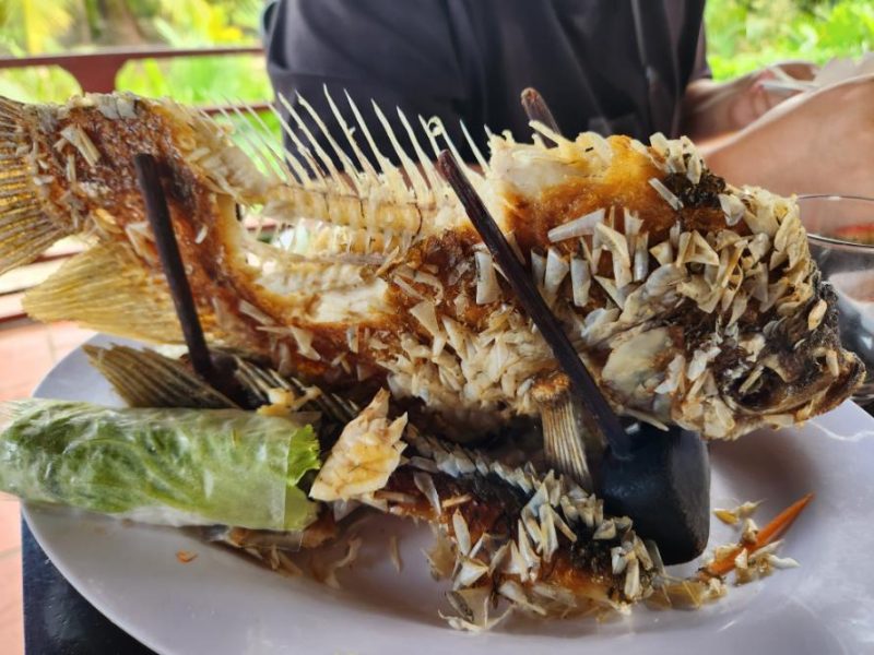 An ugly elephant ear fish from the Mekong.